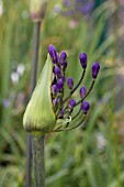 AGAPANTHUS TORNADO