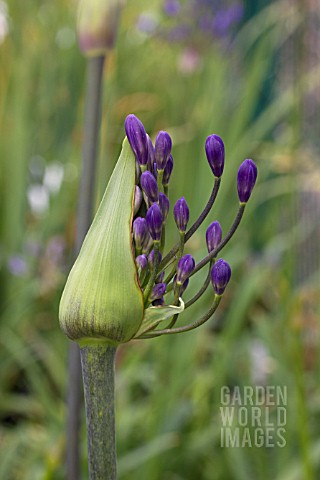 AGAPANTHUS_TORNADO