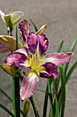 HEMEROCALLIS MILDRED MITCHELL