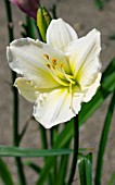 HEMEROCALLIS NANUQ