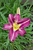 HEMEROCALLIS CHICAGO JEWEL