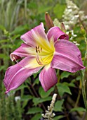 HEMEROCALLIS LILTING LAVENDER