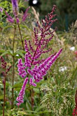 ASTILBE BEAUTY OF LISSE