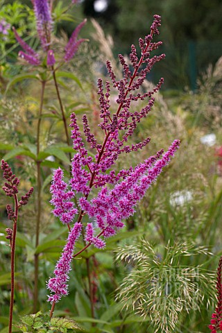 ASTILBE_BEAUTY_OF_LISSE