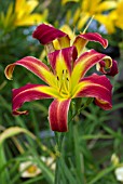 HEMEROCALLIS RED RIBBONS