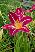 HEMEROCALLIS CHERRY CHEEKS