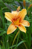 HEMEROCALLIS AMBER CLASSIC