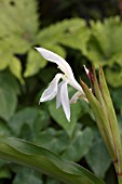 ROSCOEA X BEESIANA MONIQUE