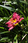 HEMEROCALLIS BLACK STOCKINGS