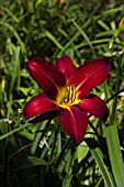 HEMEROCALLIS SPIDER MAN