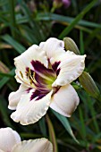 HEMEROCALLIS MOONLIT MASQUERADE