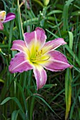 HEMEROCALLIS ELFIN DAYDREAM