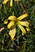 HEMEROCALLIS DIVERTISSMENT