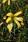 HEMEROCALLIS DIVERTISSMENT