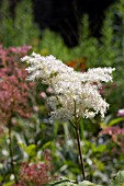 FILIPENDULA CAMTSCHATICA