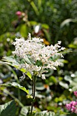 FILIPENDULA CAMTSCHATICA