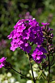 PHLOX X ARENDSII HESPERIS