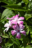 PHLOX PANICULATA RAINBOW