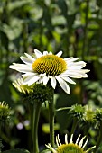 ECHINACEA HEAVENLY DREAM