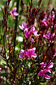 GAURA LINDHEIMERI LILLIPOP PINK