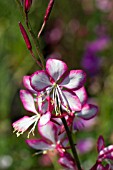 GAURA LINDHEIMERI ROSYJANE