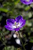 CAMPANULA SAMANTHA