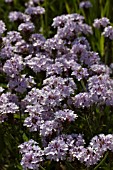 VERBENA RIGIDA POLARIS