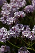 VERBENA RIGIDA POLARIS