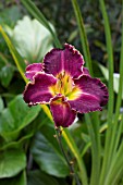 HEMEROCALLIS HER MAJESTYS WIZARD