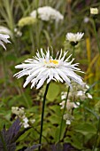 LEUCANTHEMUM X SUPERBUM WIRRAL PRIDE