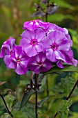 PHLOX PANICULATA BLUE BOY