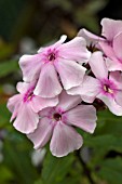 PHLOX PANICUALTA ROSA PASTELL