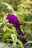 BUDDLEIA SANTANA