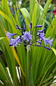 AGAPANTHUS COLUMBA