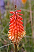 KNIPHOFIA AMSTERDAM