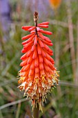 KNIPHOFIA AMSTERDAM