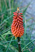 KNIPHOFIA ALCAZAR