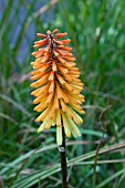 KNIPHOFIA TAWNEY KING