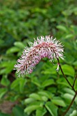 SANGUISORBA OBTUSA