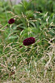 SANGUISORBA OFFICINALIS MARTINS MULBERRY