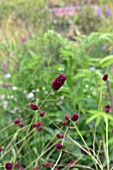 SANGUISORBA OFFICINALIS MARTINS MULBERRY