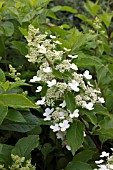 HYDRANGEA PANIUCULATA PHANTOM