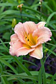 HEMEROCALLIS LITTLE GIRL