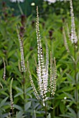 VERONICASTRUM VIRGINICUM ALBUM