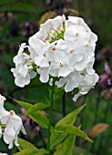 PHLOX PANICULATA DAVID