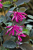 LOROPETALUM CHINENSE VAR RUBRUM FIRE DANCE