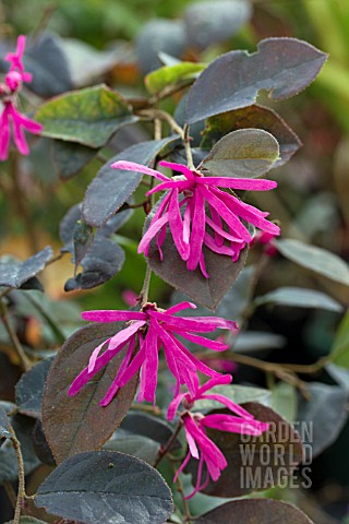 LOROPETALUM_CHINENSE_VAR_RUBRUM_FIRE_DANCE