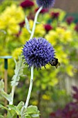 ECHINOPS BANNATICUS TAPLOW BLUE