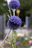 ECHINOPS BANNATICUS TAPLOW BLUE