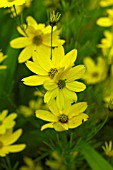 COREOPSIS VERTICILLATA ZAGREB